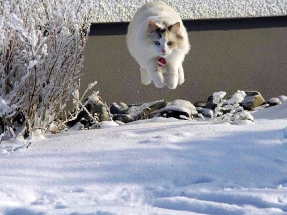 日本非常火爆的猫咪写真集——《飞行猫》日本摄影师五十岚健