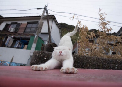 日本非常火爆的猫咪写真集——《飞行猫》日本摄影师五十岚健