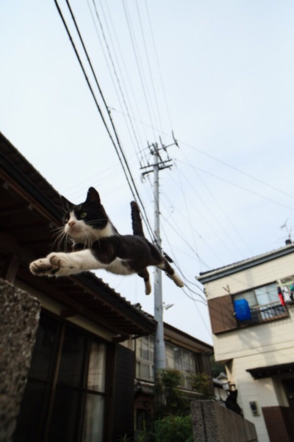 日本非常火爆的猫咪写真集——《飞行猫》日本摄影师五十岚健