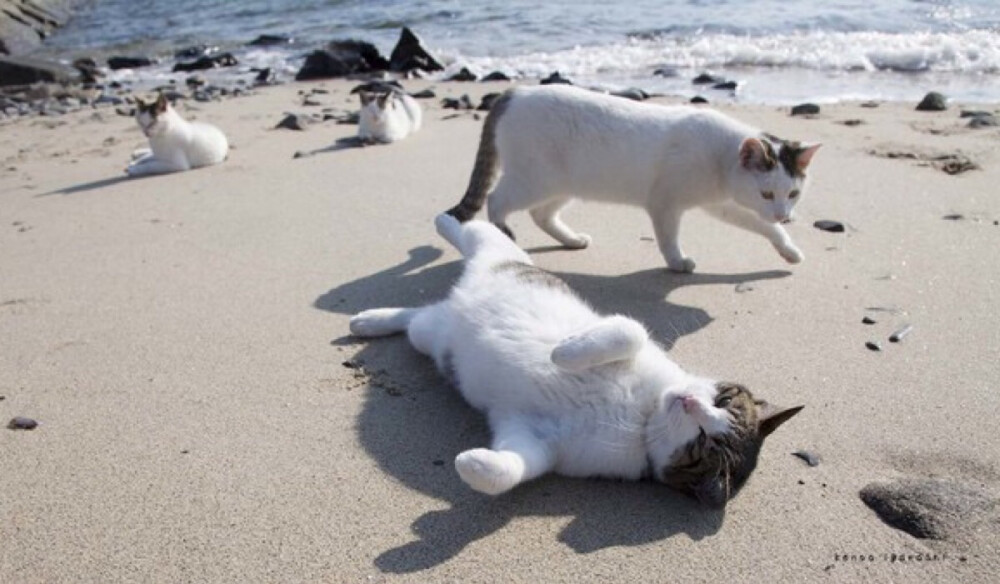 日本非常火爆的猫咪写真集——《飞行猫》日本摄影师五十岚健