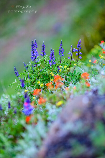 Lupinus sericeus绢毛羽扇豆