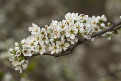 李花