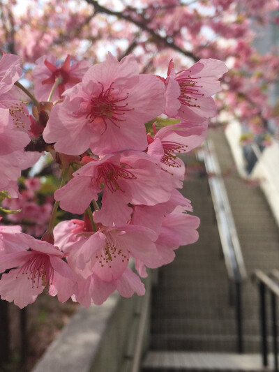 尾道 生口岛 耕三寺 未来心の丘 樱花 2016