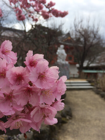 尾道 生口岛 耕三寺 樱花 2016.03.11