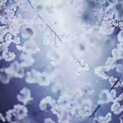 樱花雪