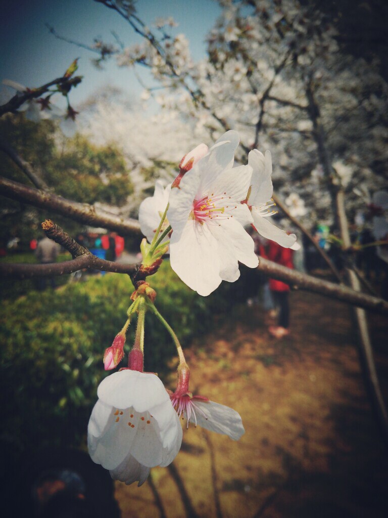 「武大 · 樱花」