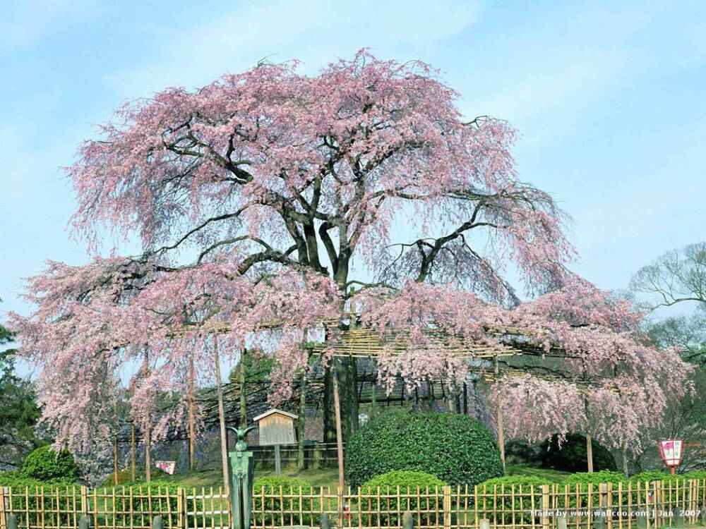 樱花树