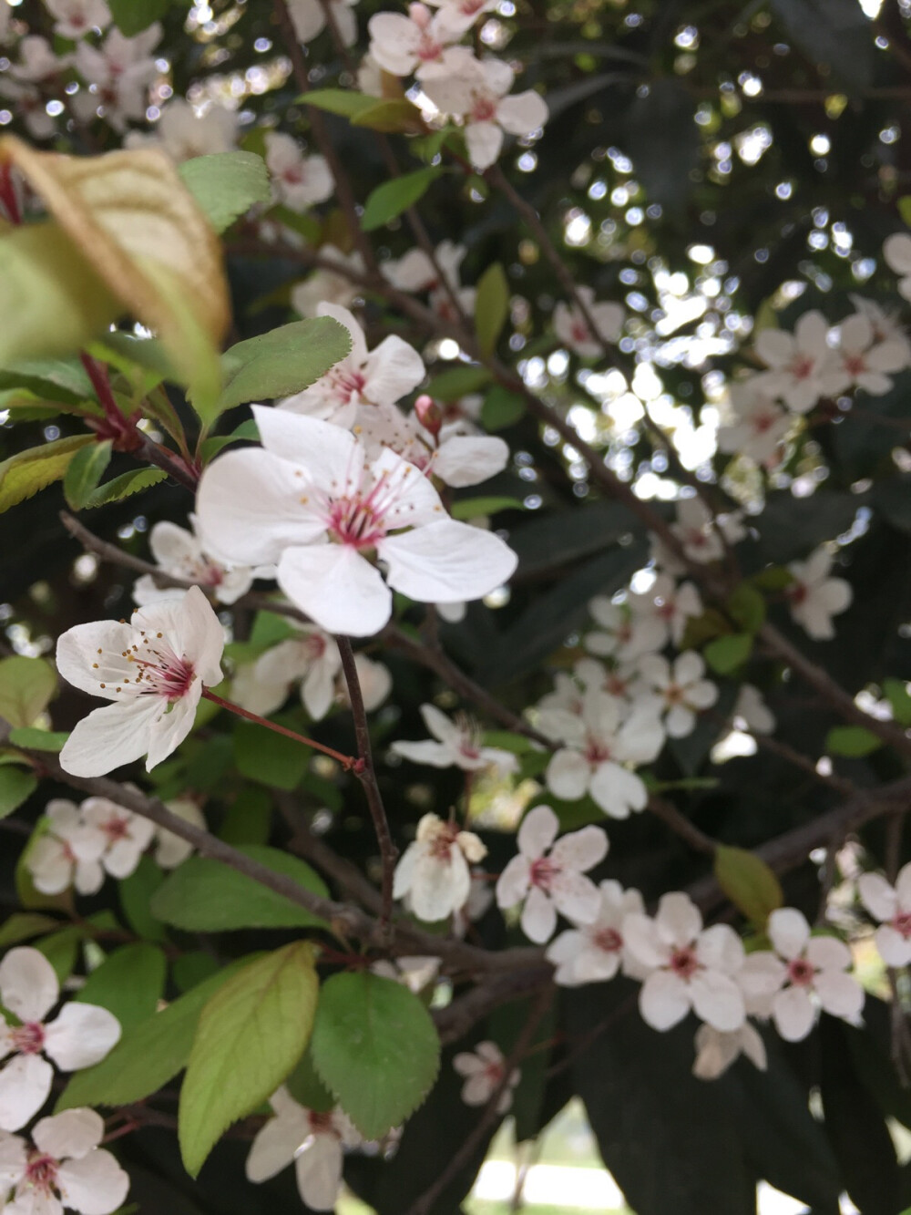 不太确定是啥花(˶‾᷄ ⁻̫ ‾᷅˵)