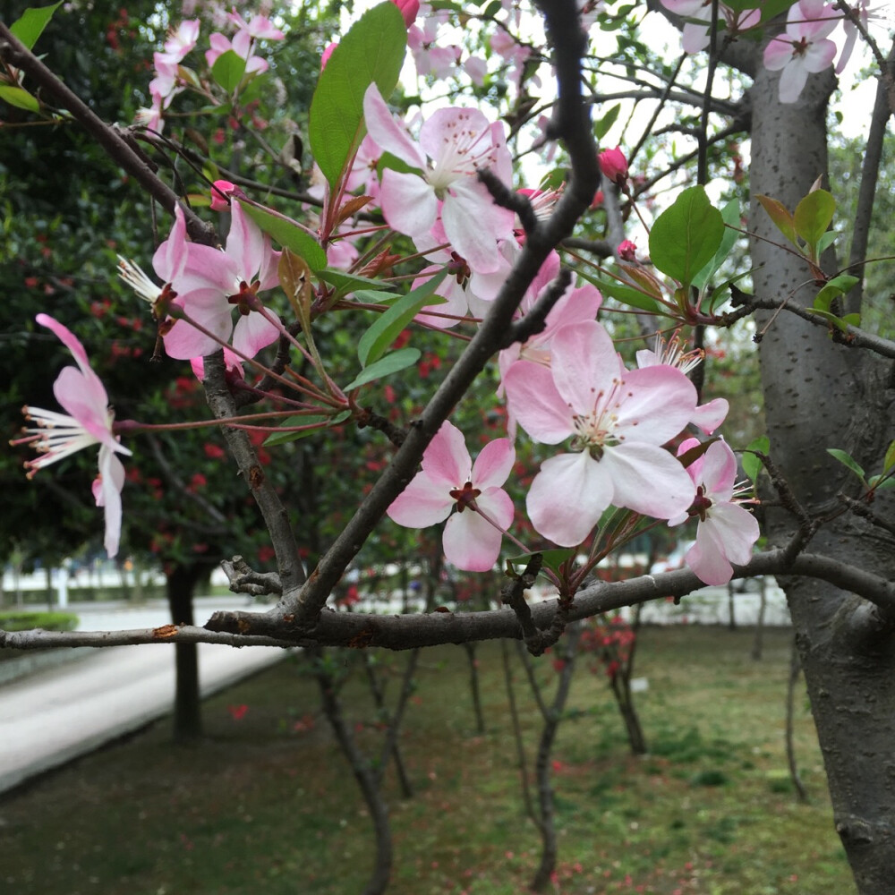 粉嫩嫩的，依旧不知道是啥花(,,•́ . •̀,,)