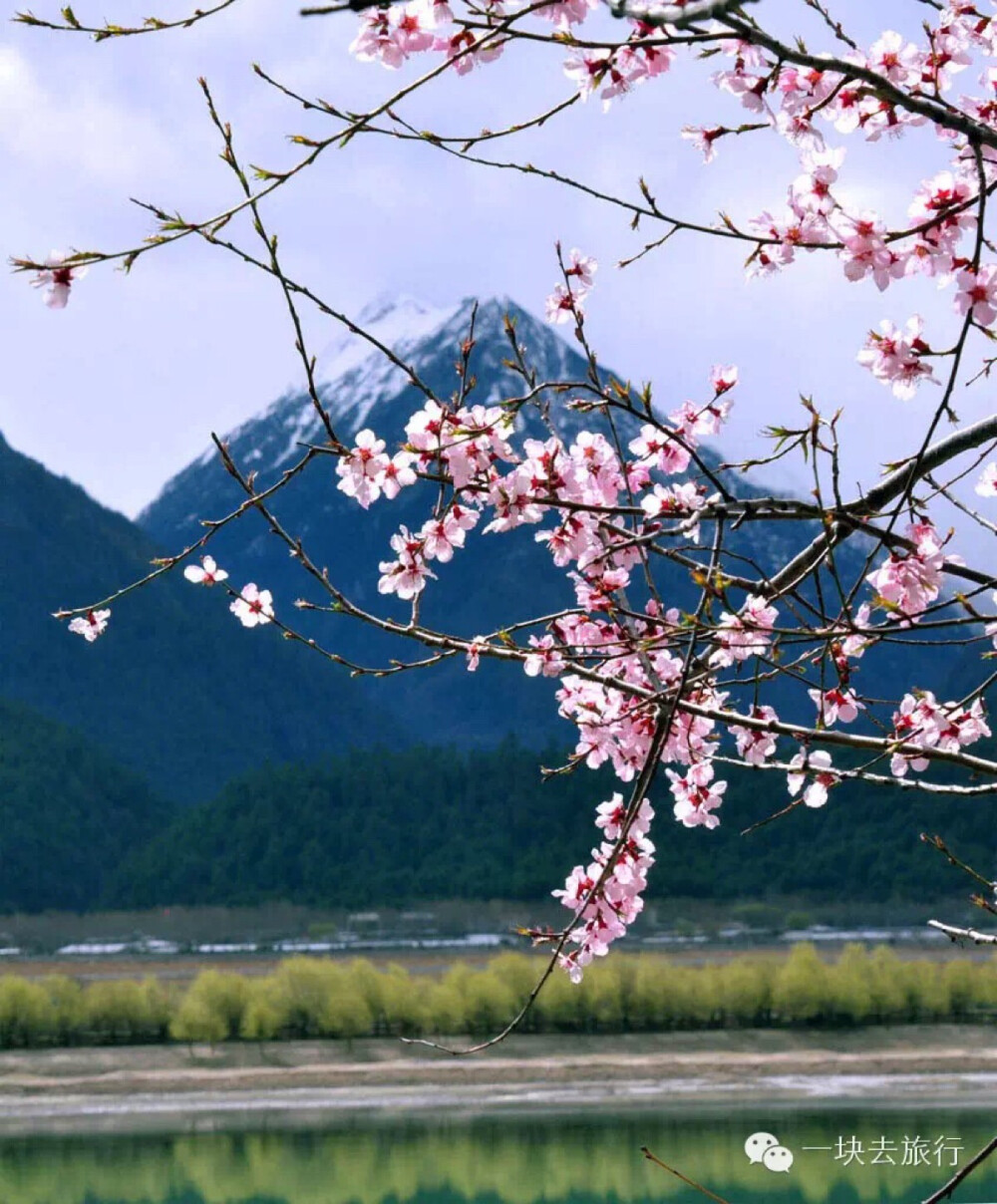 三四月不去这些地方，就辜负春天了!——西藏林芝