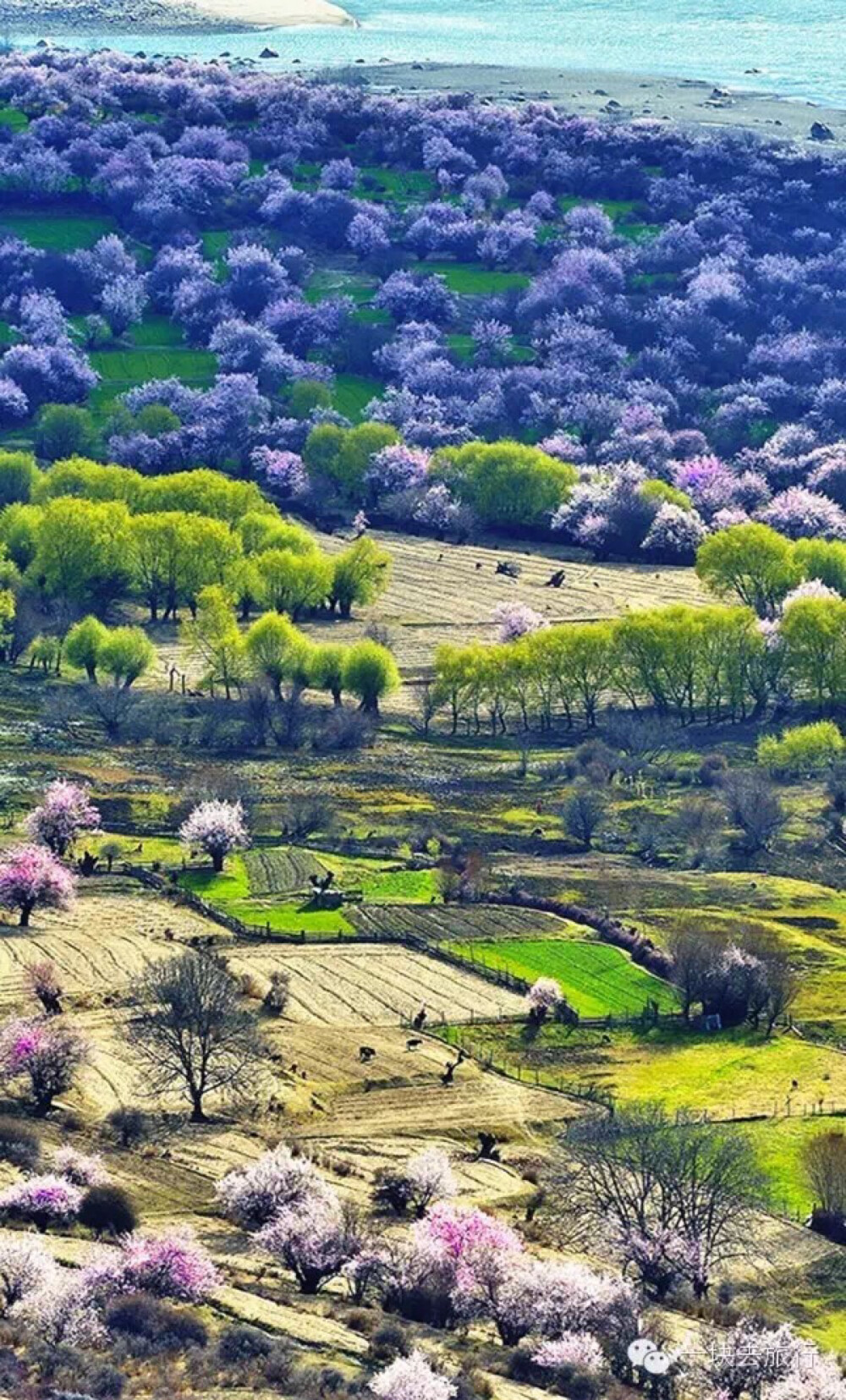 三四月不去这些地方，就辜负春天了!——西藏林芝