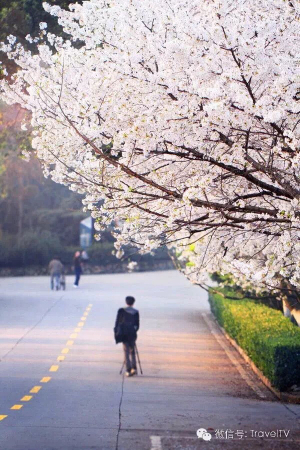 三四月不去这些地方，就辜负春天了!——武汉大学樱花