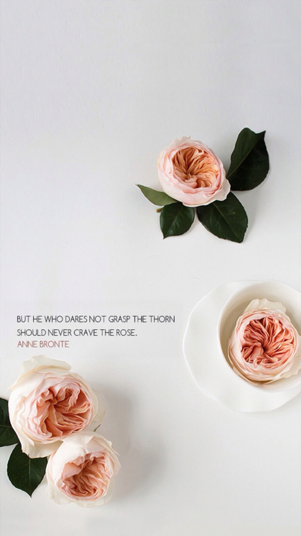 书架图标套图主题壁纸