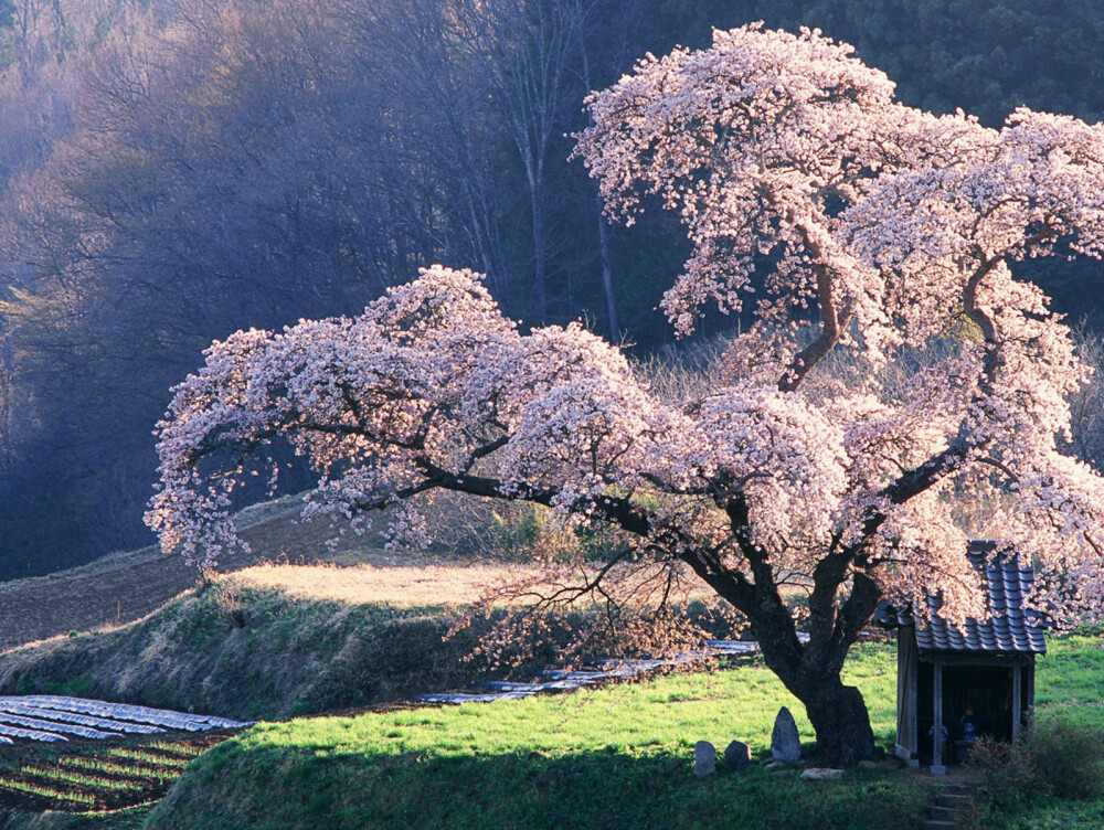 樱花季
