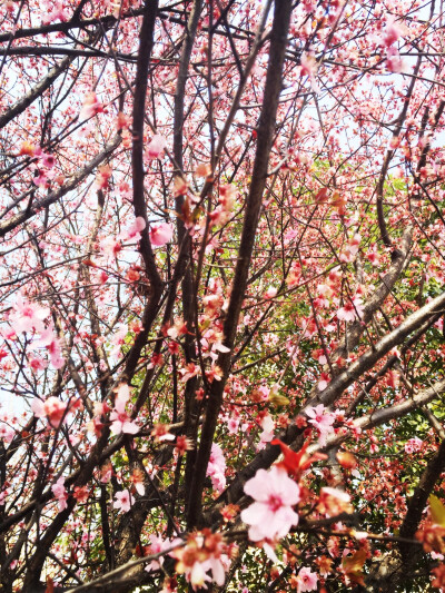 春心莫共花争花，一寸相思一寸灰。