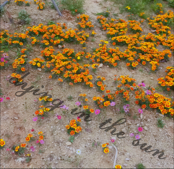 始春之际，繁花似锦。去生如夏花，like dying in the sun