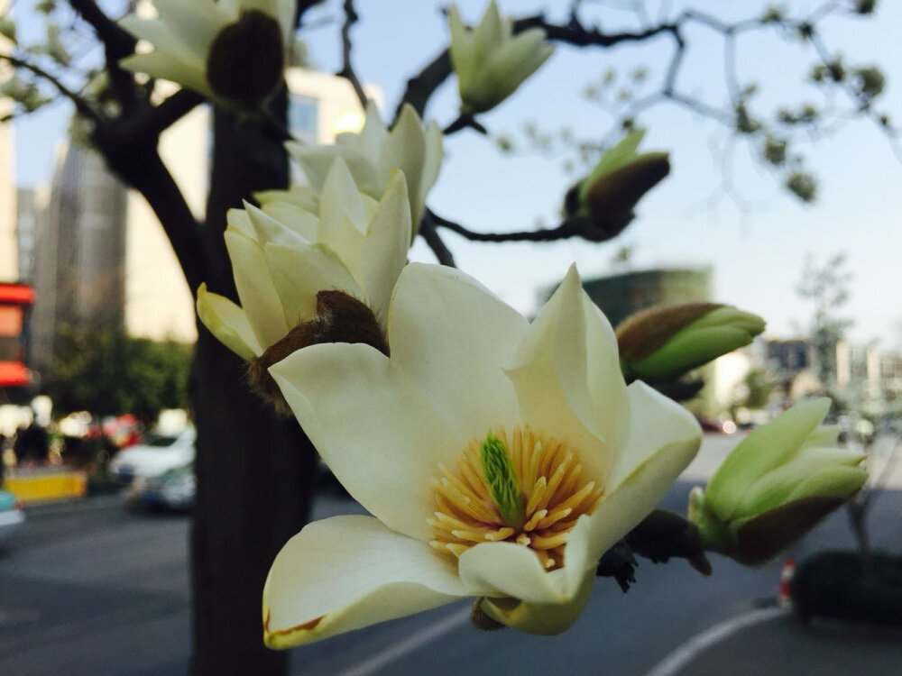 花枝灿烂