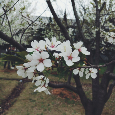 【一期一会】春.华师樱