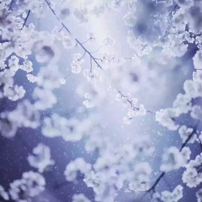 樱花与雪