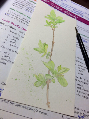 绿叶 春天的气息 水彩