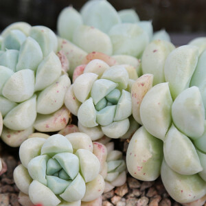 厚叶月影Echeveria elegans 'Albicans'景天科拟石莲属，厚叶月影生长速度一般，为多年生植物，春天和秋天是生长期，可以全日照。夏天会休眠，通风遮阳，冬天温度低于3度就要逐渐断水，0度以下保持盆土干燥，尽量保持不低于零下3度。厚叶月影的繁殖方法有播种和分株、砍头。