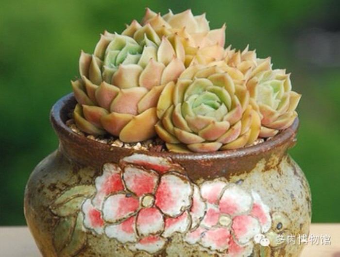  昂斯洛 Echeveria cv. Onslow 景天科拟石莲花属多肉植物，属园艺杂交品种，亲本之一可能是月影，昂斯洛是Onslow的音译名。昂斯洛叶片圆匙状，先端急尖，呈莲花状紧密排列。春末开花，可能同时抽生出几个花箭，穗状花序，小花钟型，橙色。在阳光充足、温差较大的环境中，株型和颜色更魅惑。繁殖方法主要采用叶插和分株的方法。