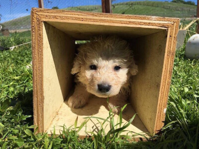 牧羊犬 动物 可爱^ω^