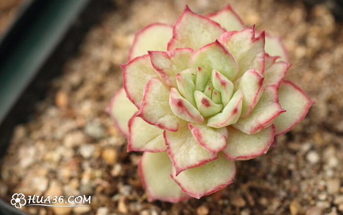 织锦多肉（Echeveria Californica Queen， 英文可意译为加利福尼亚女王）为景天科拟石莲花属肉质草本开花植物，为园艺杂交培育品种，株高一般不超过15厘米，茎直立，半木质化；叶片排列呈莲座状，叶片卵形，被白霜，淡蓝绿色，具叶尖，在光照充足、温差较大的环境中叶子边缘呈线条状粉紫色，植株宛如一朵盛开的玫瑰，非常迷人。可采用分株和扦插繁殖栽培，喜欢光照充足、凉爽干燥的生长环境。耐干旱，不耐寒。