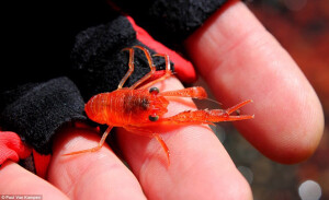 新西兰的红色海虾red lobster krill。很可爱啊