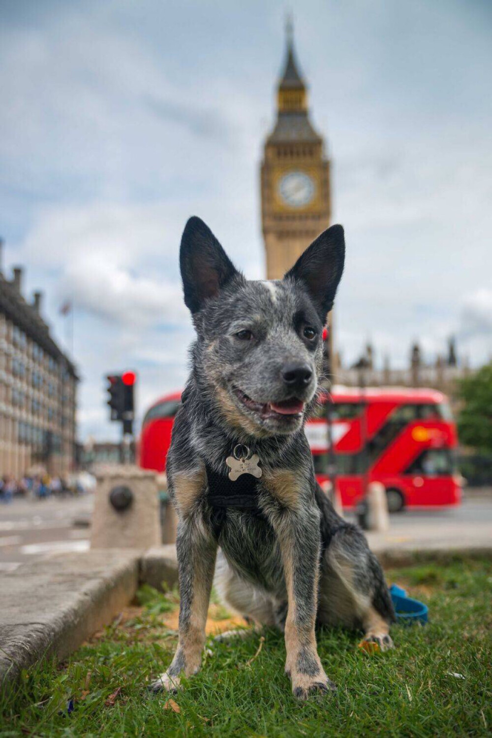 来自伦敦一只叫Rupert牧羊犬 动物