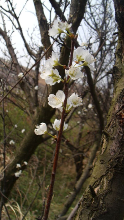 李花