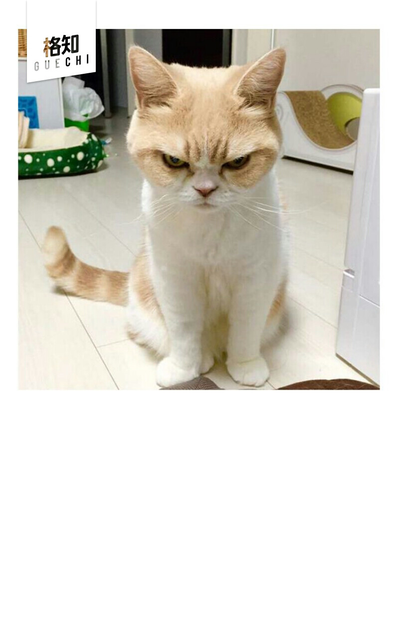 生气猫 - 堆糖,美图壁纸兴趣社区
