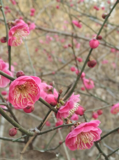 红梅花儿开