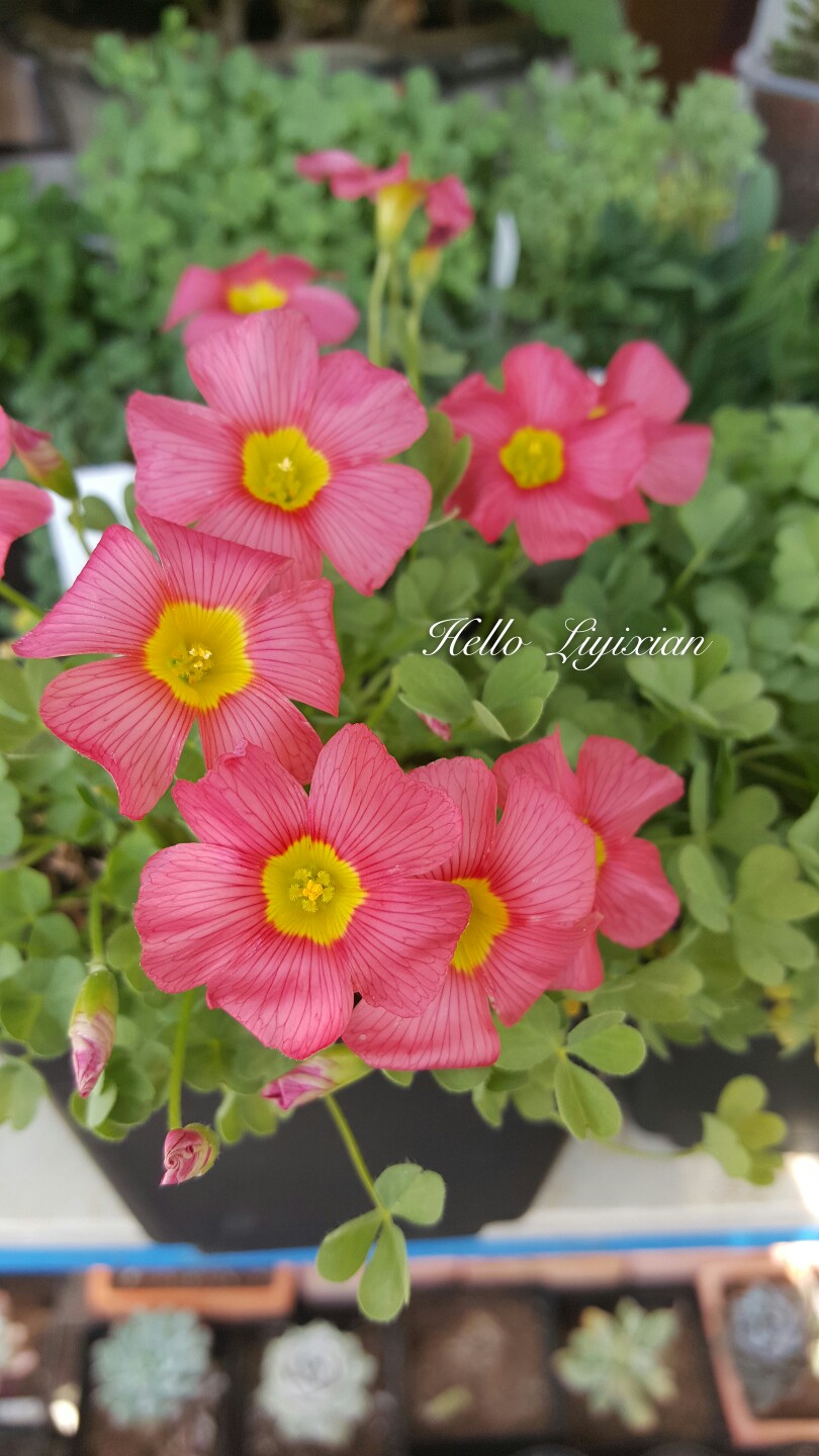 oxalisobtusaceressalmon