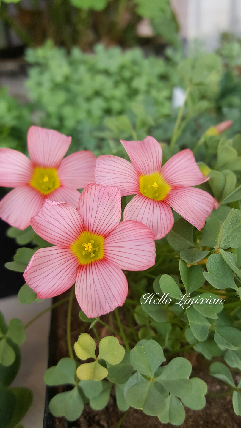 Oxalis obtusa comosa
这个是我的最爱……