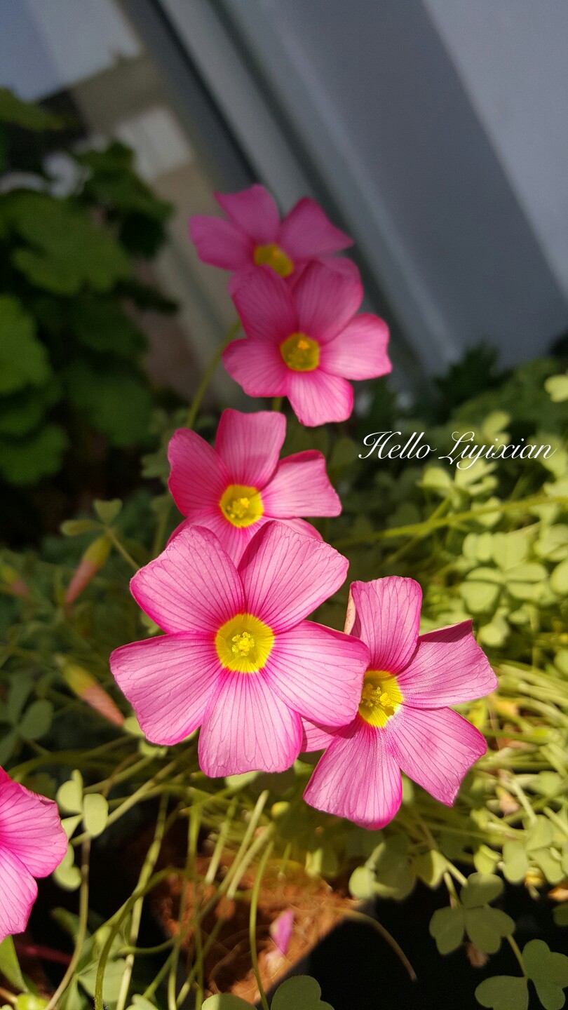 Oxalis obtusa Bright Pink
这颗深得我心呐……