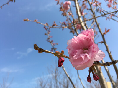 纯手机拍摄，无后期加工，是不是也美美滴！