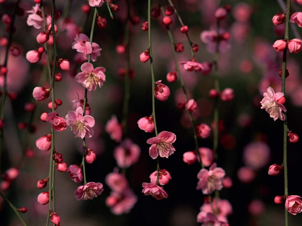 繁花似锦