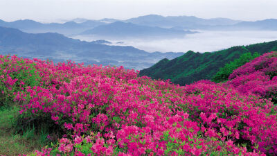 繁花似锦