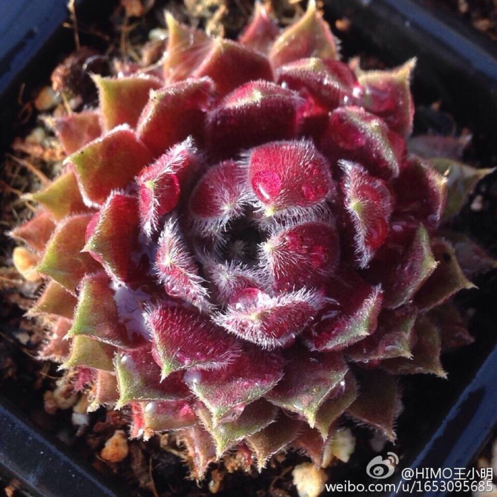 Sempervivum kappa