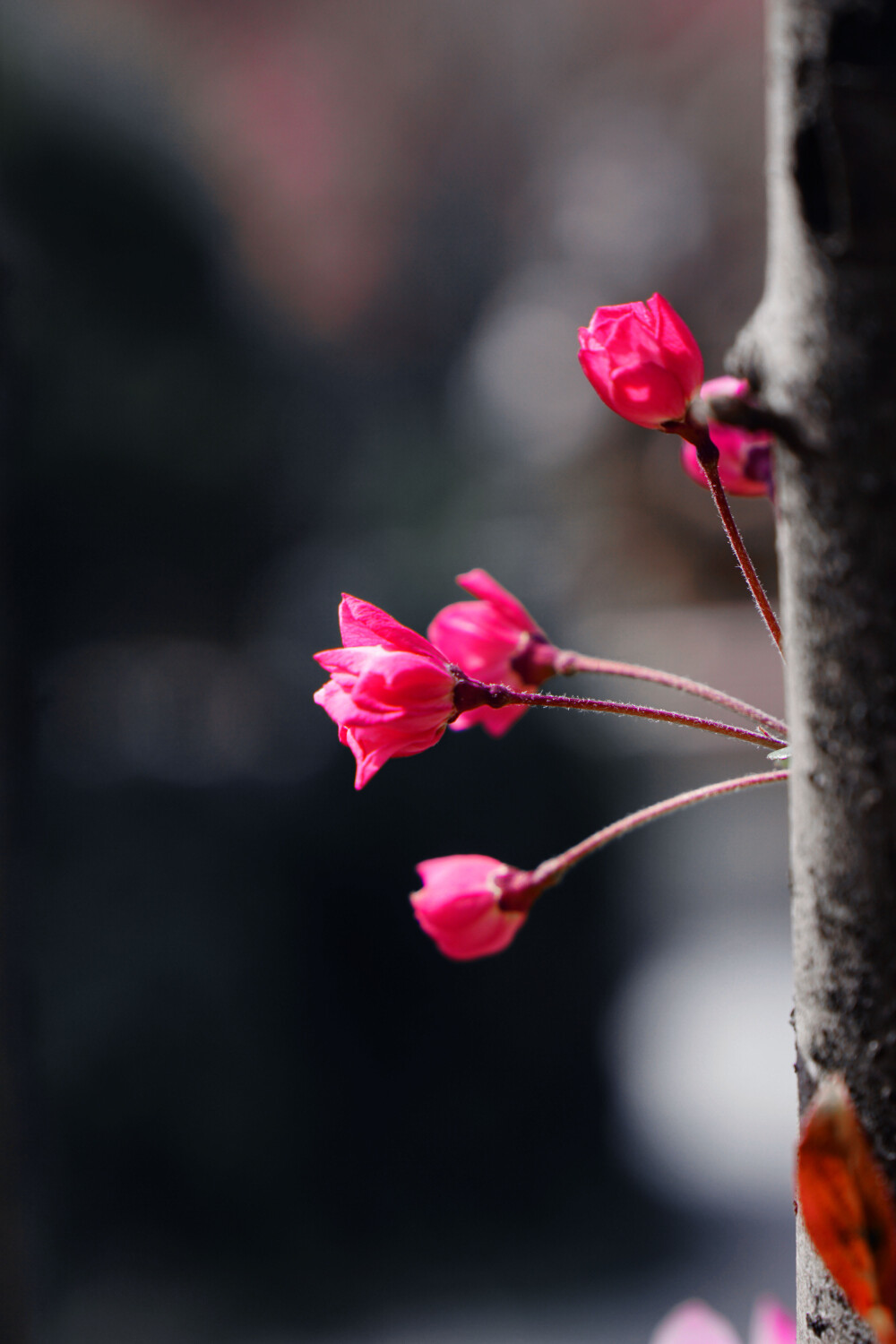 海棠花，春 摄影花卉千埌作品