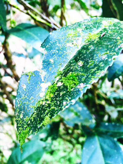 生命由薄变厚，由厚变薄，如烟的岁月里，懂茶人与茶嫣然成为知己，默然静守，寂然喜欢。