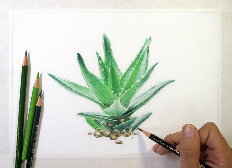 葱二—纸上彩铅—植物篇