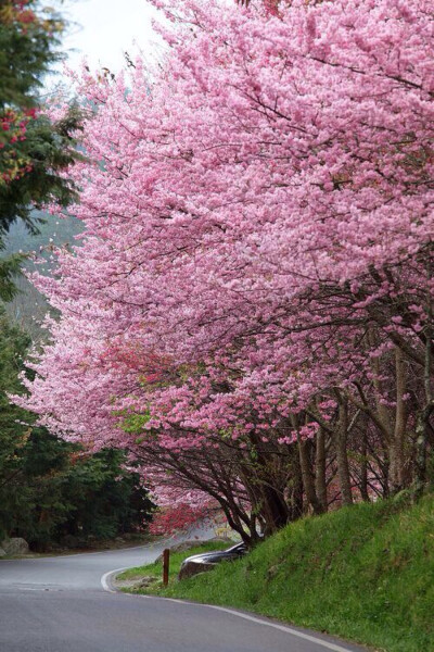 此情此景.繁花