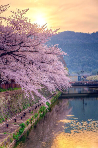 此情此景.繁花