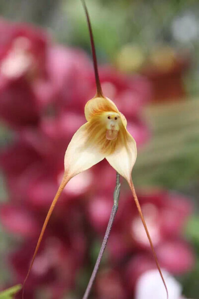 
猴脸兰花，学名“猴面小龙兰（Dracula simia）”，此兰花所开花朵长像怪异，形似猴脸，主要生长分布在厄瓜多尔东南部和秘鲁的雾林中。其家族共有120多个成员，四季都能开花，所散发出的气味与成熟的橘子类似。