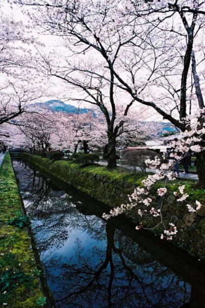 日本京都樱花道