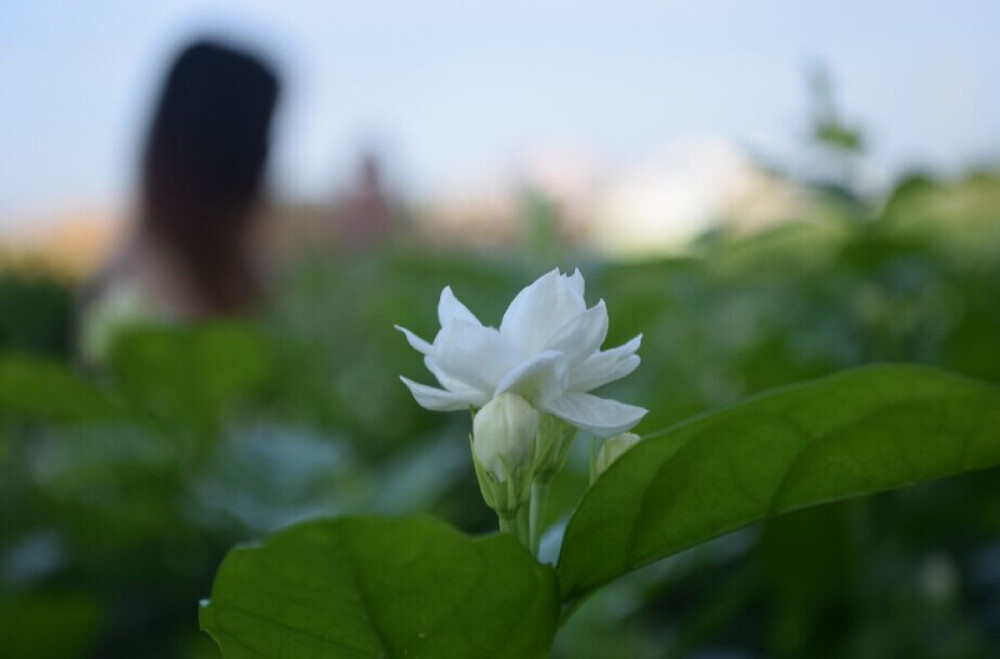 茉莉花开，期待四月