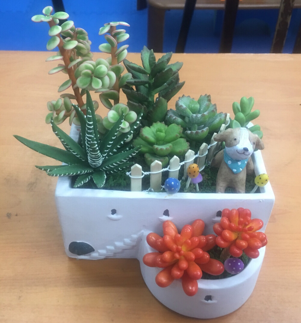 多肉植物