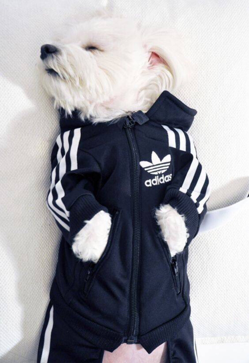 adidas，萌宠